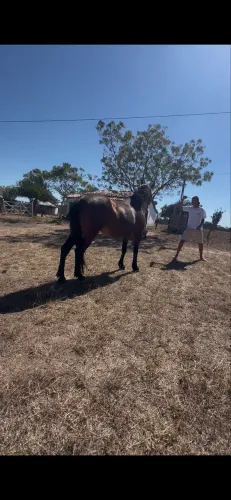 Cavalo mangalarga castrado à venda