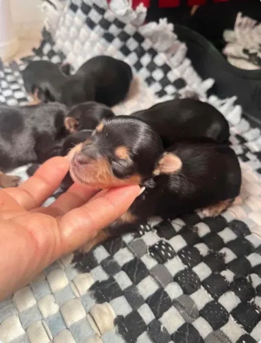 Yorkshire Terrier