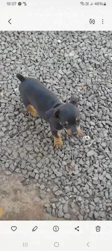 Pintcher fêmea por 1300 reais