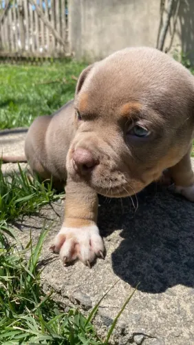 American Bully pocket fêmea lilac