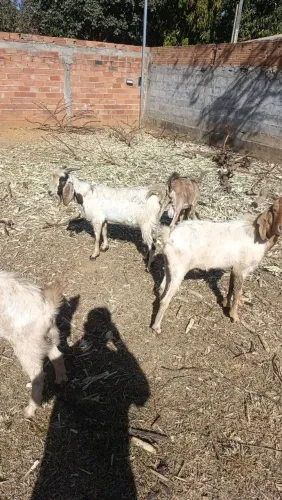 Cabra e cabrito