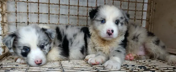 Border Collie com Pedigree, Garantia Veterinária e Parcelamento