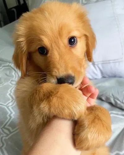 Filhote Golden Retriever, Nada como um filhote para iluminar sua vida!