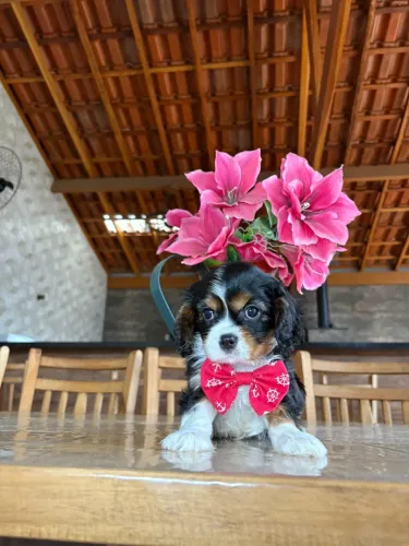 Cavalier filhotes fotos reais envio vídeo