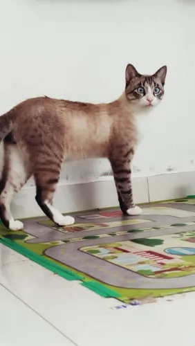 Doação gato macho faço entrega 