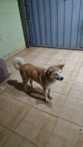Doação de Akita fêmea