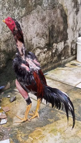 Galo galinha indianos 