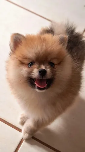 Filhote de Spitz alemão macho