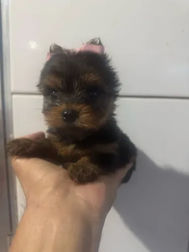 Yorkshire Terrier