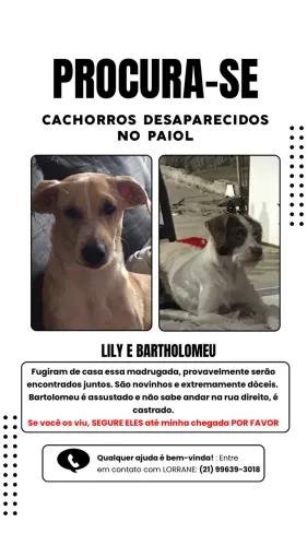 CACHORROS PERDIDOS