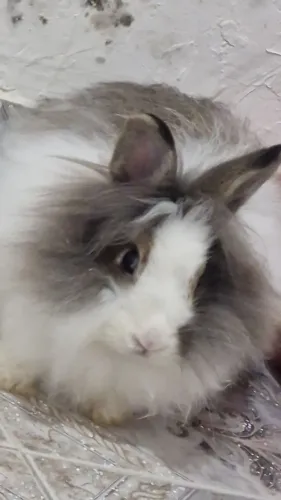 COELHA LION HEAD 4 MESES E 19 DIAS