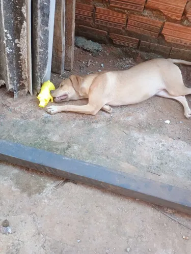 Doa se cachorra 7 meses super dócil e brincalhona