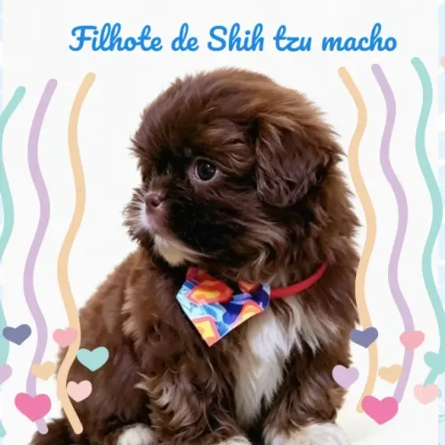 Lindíssimo filhote de Shih tzu macho chocolate