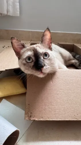 Adoção responsável - gata