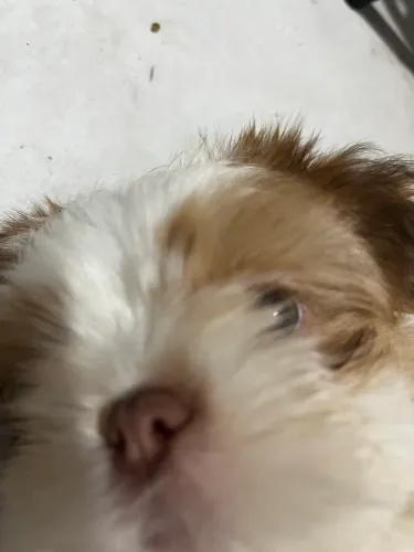 Shitzu  filhote macho a venda.