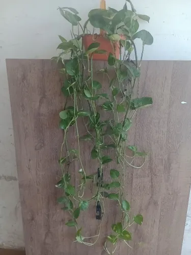 PLANTA + de 1 metro