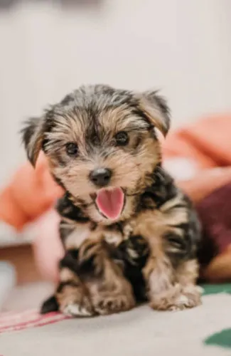 Filhotes de Yorkshire Terrier - Elegância, Energia e Companheirismo em Tamanho Mini