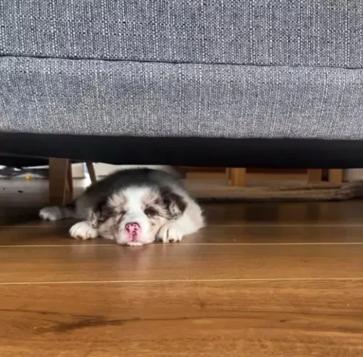 Filhotes de Border Collie | Beleza em miniatura!