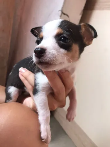 Filhotes pinsher fêmeas 1