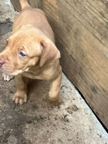Filhotes de Fila brasileiro X American bully