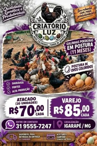 Galinhas Poedeiras em Postura