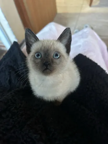 Doação de gatinho
