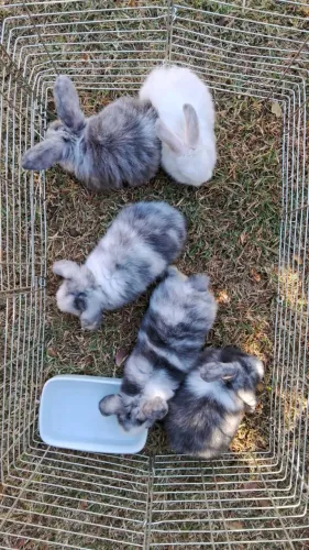 Coelhos MINI LOP