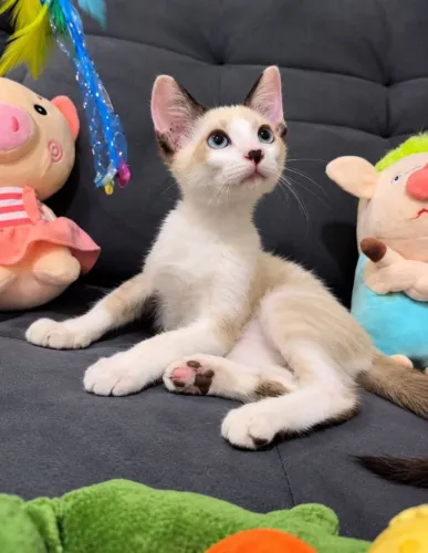 Gatinho adoção 
