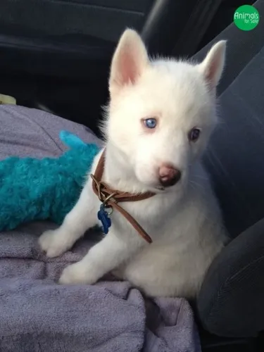 Filhotes de Husky Siberiano para adoção responsável ?