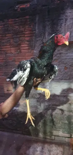 Galo