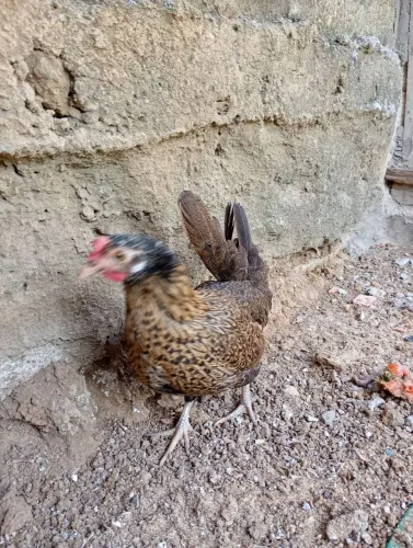 Vendo 