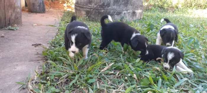 Vende-se filhotes de Border Collie