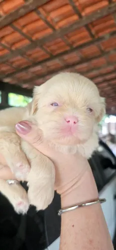 Shih-tzu Albino Macho - RARO