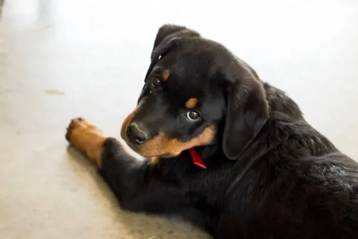 ? Filhotes de Rottweiler | Muito Carinho e Qualidade