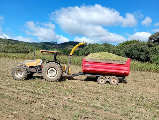Venda de silagem de milho 
