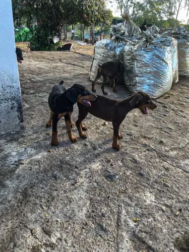 Filhotes de doberman com pedigree