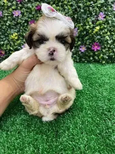 Shih tZu amor que joga no ataque da solidao