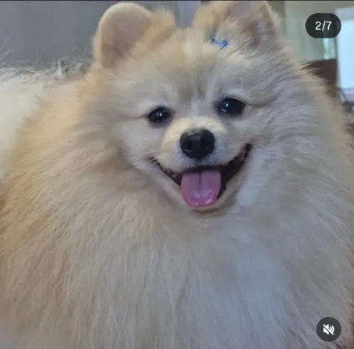 Spitz Alemão