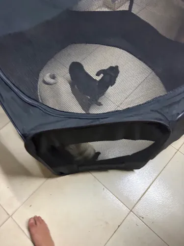 Cercadinho de pet
