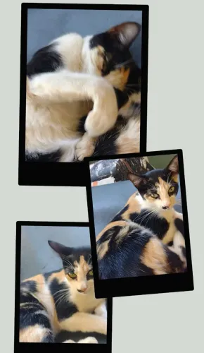 Sou a Zoe! Tenho dois aninhos e sou castrada!!! Muito dócil.Preciso de um lar!!!