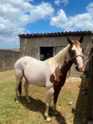 Égua Paint Horce
