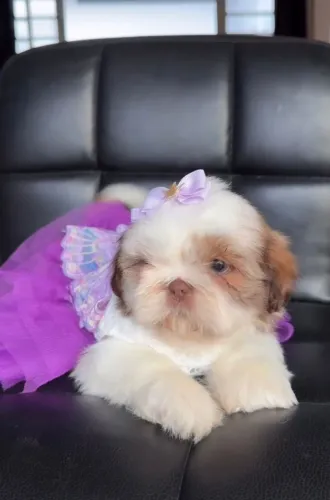 Leve para casa um Shih Tzu cheio de alegria e companheirismo.