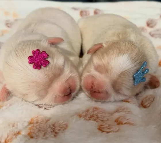 Shi tzu de pequeno porte