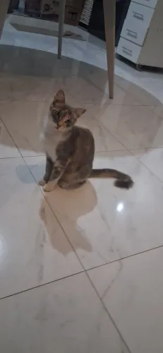Gata Fêmea 8 meses