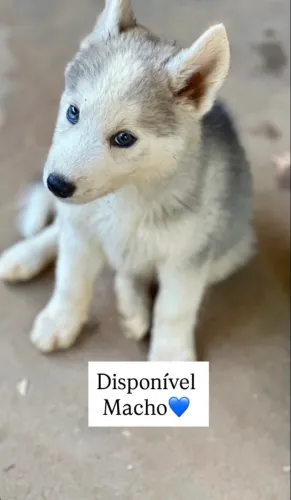 Husky siberiano