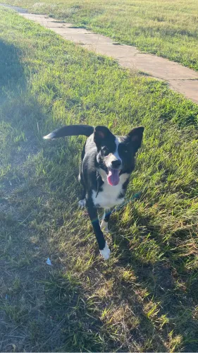 Doa-se bordo collie