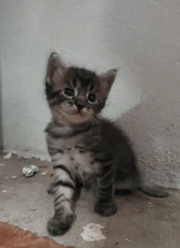 Gatinhos para adoção