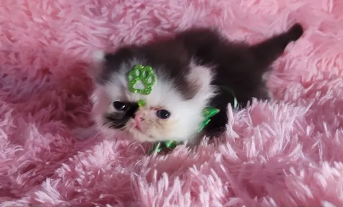 Vendo filhotes de gatos Persa Show