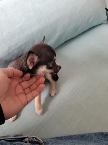 Vendo chihuahua filhote