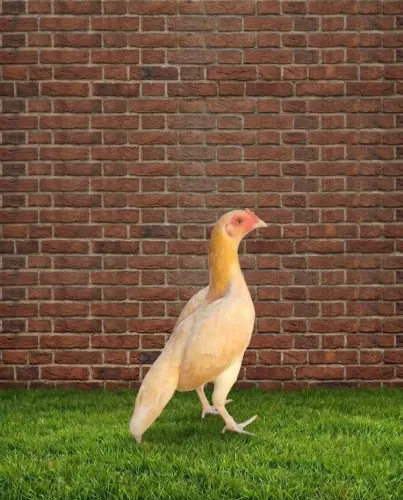 Franga mini índio